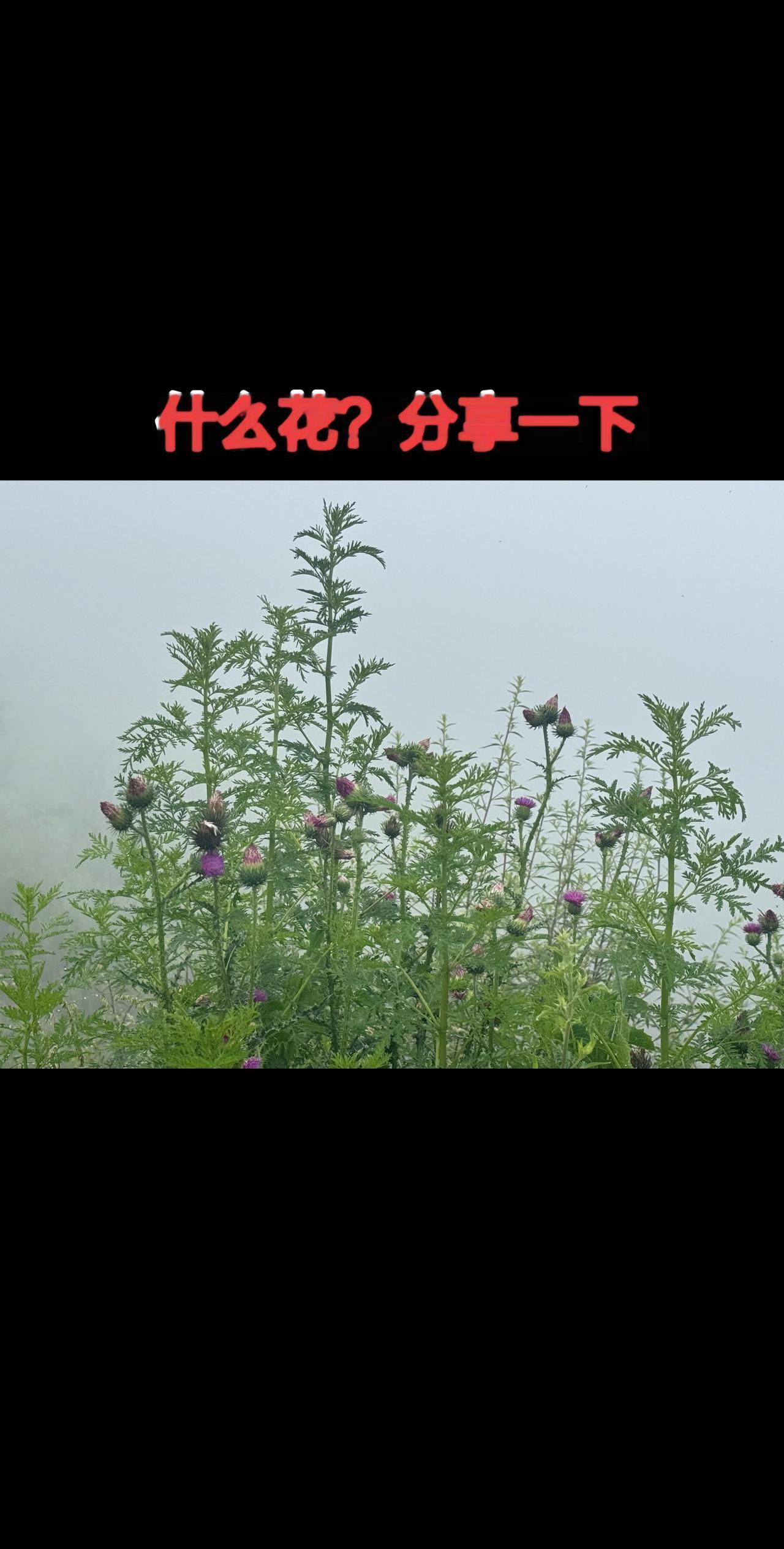 雾里看花，水中望月，看透朦胧，放下虚妄！