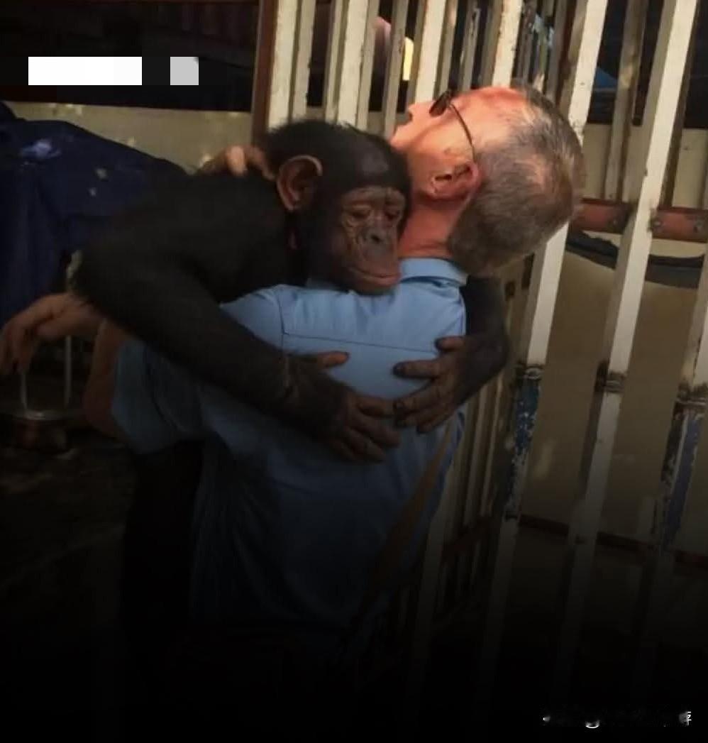 2017年，纳米比亚记者JohnGrobler在安哥拉时，发现了一只四岁半的黑