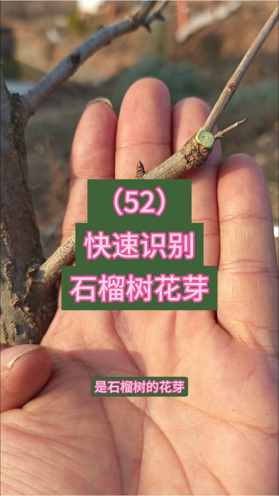 如何区分石榴树花芽？🍃石榴树花芽呈圆锥状，这是最明显的特征。🌿通常生长在老