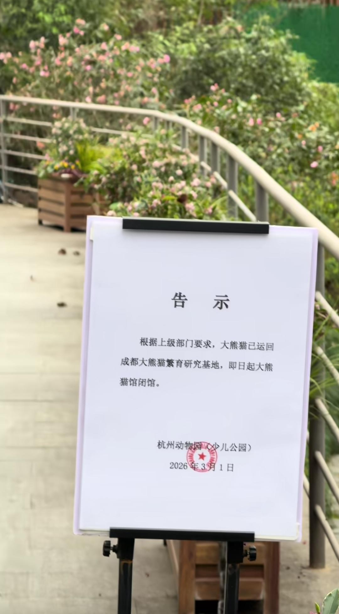 杭州这个城市未来几十年内都不要再想有大熊猫了！国内大熊猫繁殖做得如此优秀，特