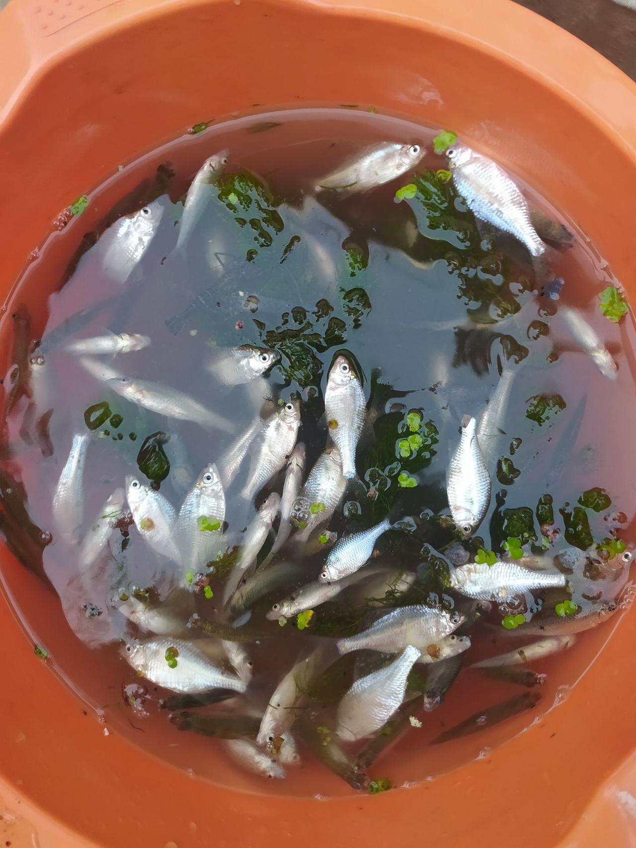 回家吃鱼
