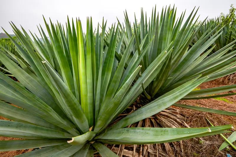 丝兰提取物如何在体外除臭?丝兰提取物体外除臭效果挺牛的。就拿猪舍和猫砂来说，猪