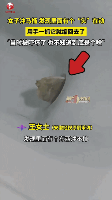 吓出冷汗！黑龙江伊春一位女士在家冲马桶，发现有异物怎么都冲不下去，她还以为是普