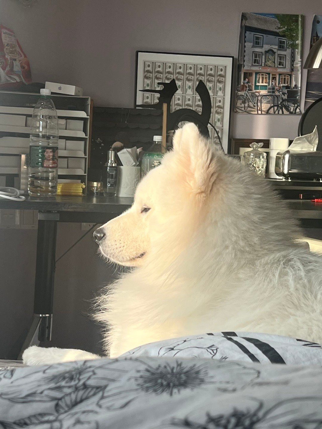 正在进行光合作用的萨摩耶