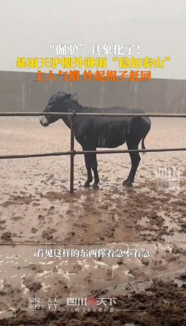“笑不活了！”河北邢台，一场大暴雨骤然落下，就在其他毛驴撒开蹄子往棚里钻，主人却