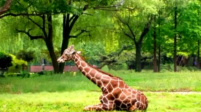 哭砂(原人原唱) 高胜美_土豆视频