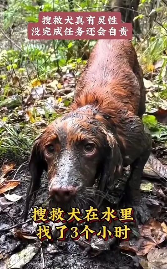 已经第九天了还没有找到孩子，连搜救犬都自责了。每天大面积搜索，也不知道孩子还在