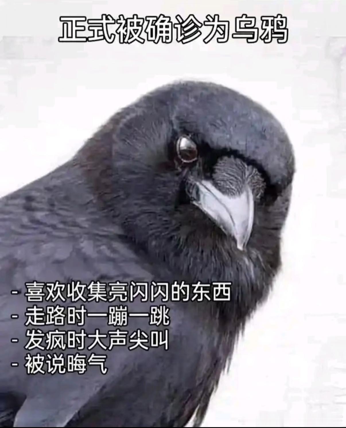 52602025年10月10日正式被确诊为乌鸦🐦‍⬛​​​