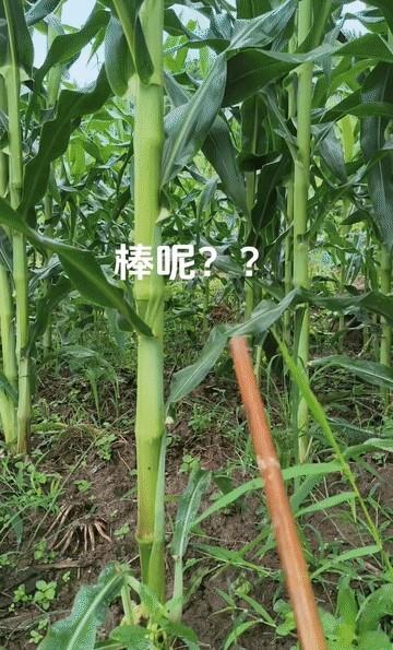 湖南一女子种玉米遇奇葩事！秆子长得又高又绿还开花，愣是不结棒子！邻居家都丰收了，