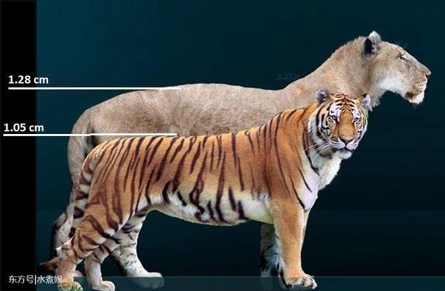 结果成为了史上最大的英雄超人团队新增一名成员--小心超人,五位