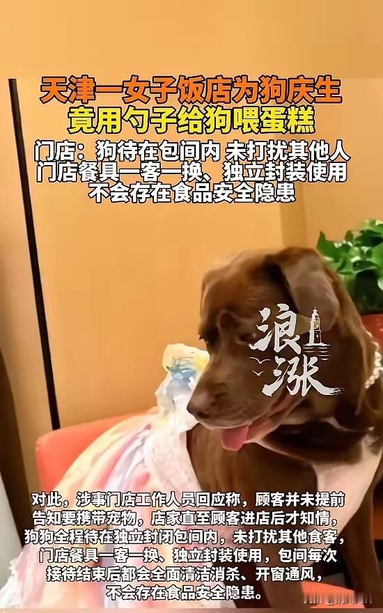 顾客天塌了！”4月28日报道，天津，一女子去餐厅给狗庆生，她让狗坐在餐椅上，等待