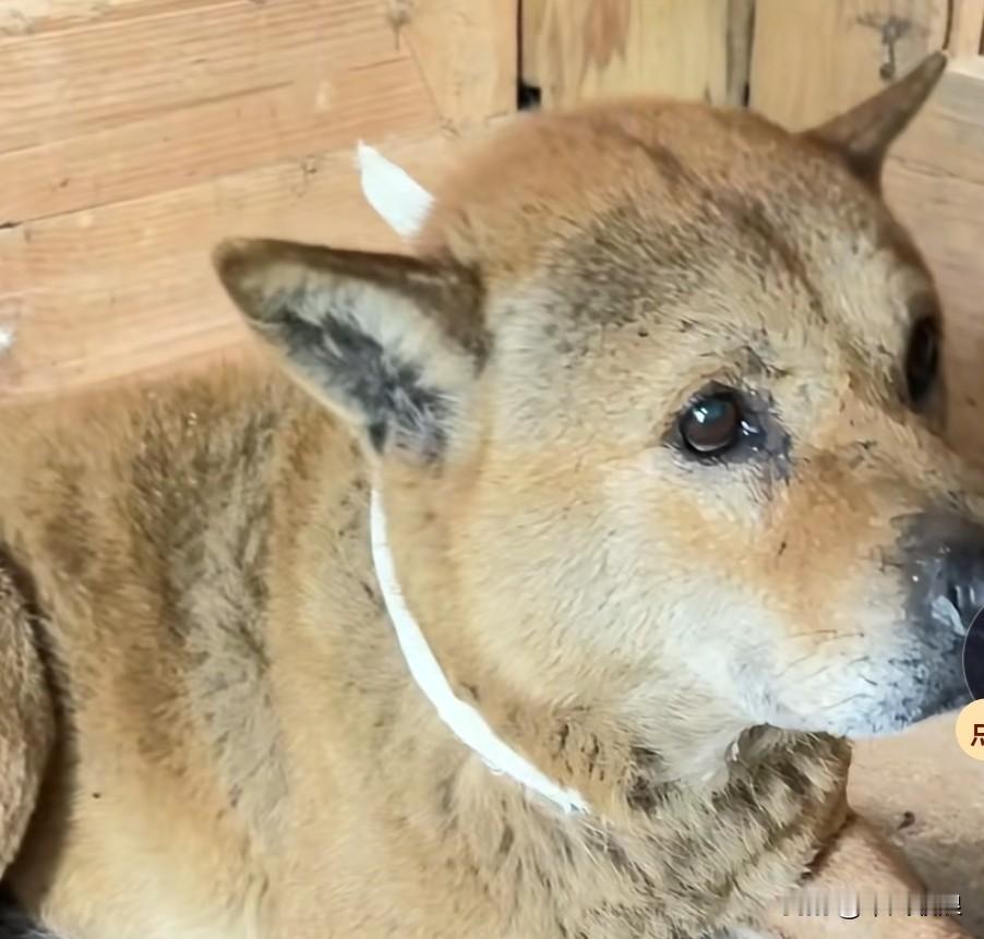 陪伴了主人十二年的老狗，在老主人骤然离世后，常常在楼上楼下徘徊，神情悲伤忧郁，萎