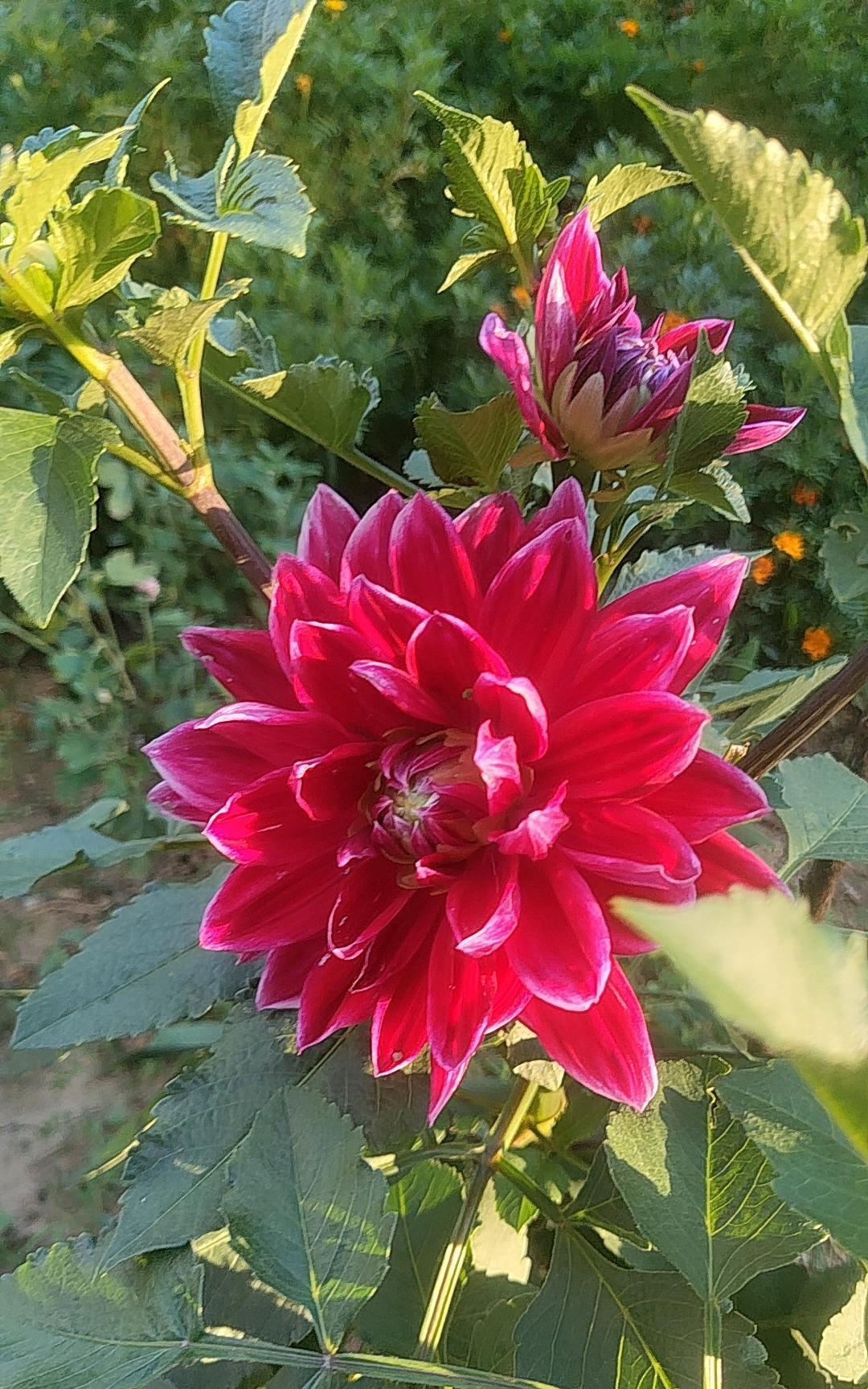 #惊艳了时光#你若盛开蝴蝶自来