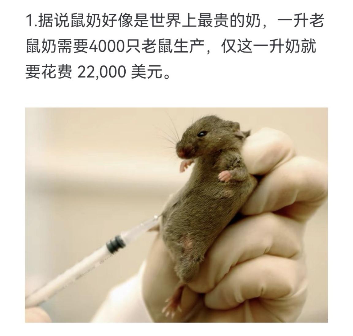 据说鼠奶好像是世界上最贵的奶，一升老鼠奶需要4000只老鼠生产