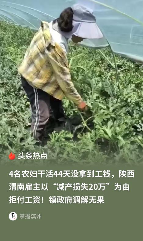 陕西渭南，一农妇带着3个“老闺蜜”帮雇主给西瓜打杈。4个人吭哧吭哧干了44天，本