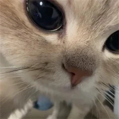 大伙觉得澜、海月、守约、扁鹊四款皮肤，分别都是什么品质？王者无尽之局平行世界皮肤