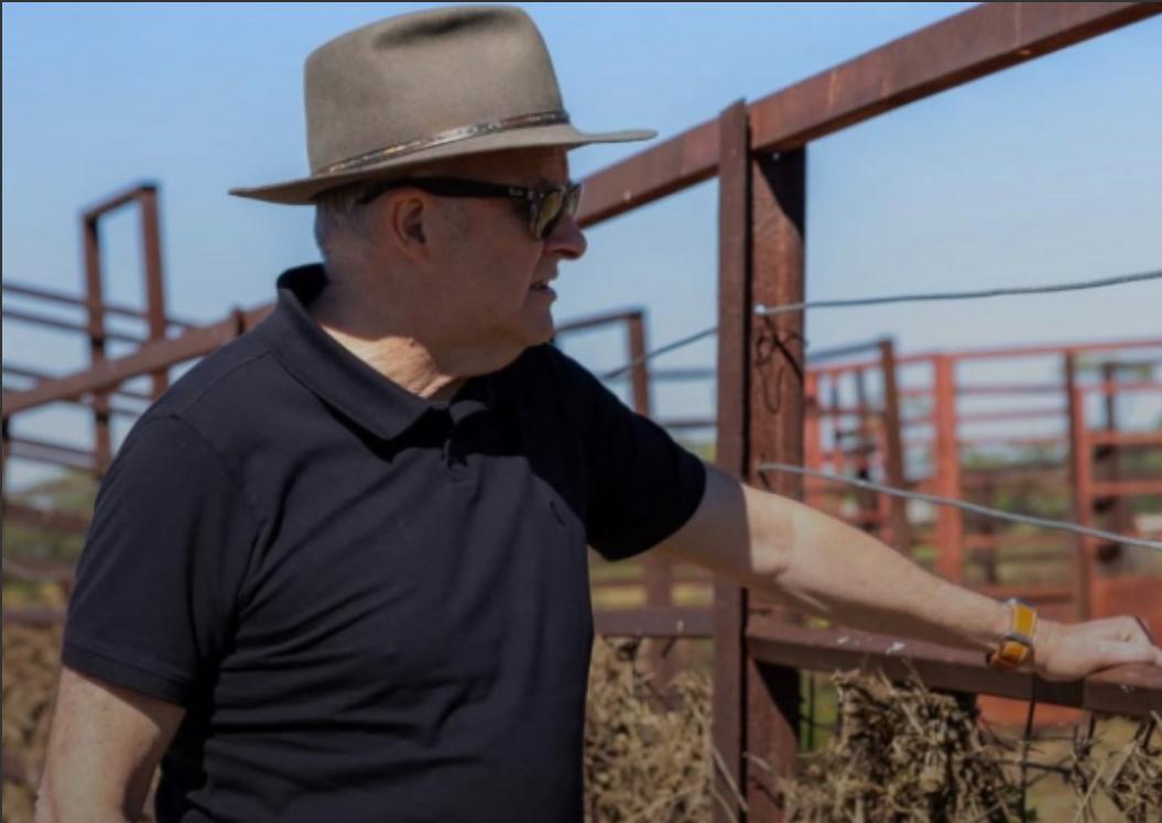 澳大利亚天塌了，在加拿大总理卡尼上周访华之后，一家中国进口商购买了一批加拿大油菜