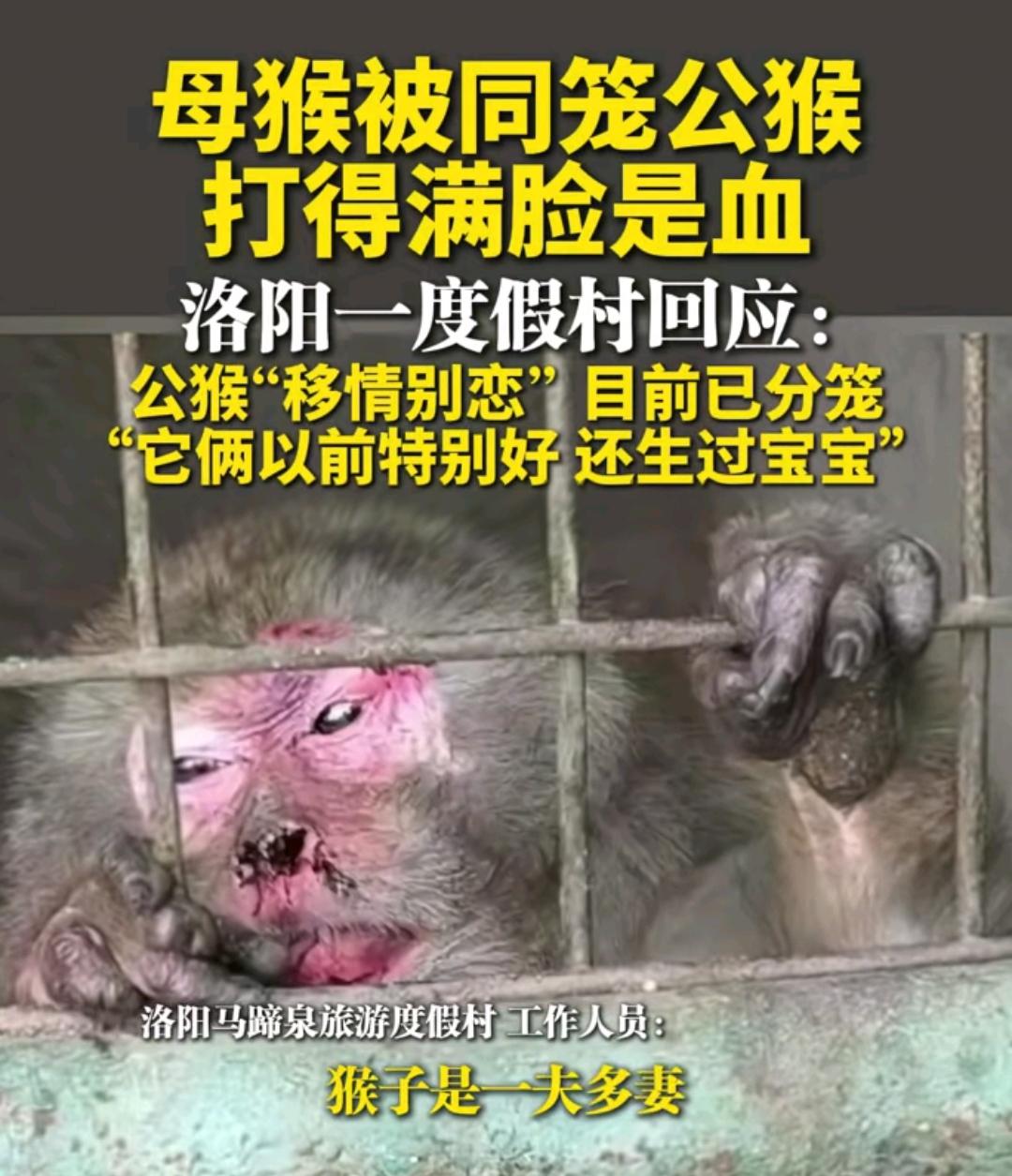 原来不只有渣男，还有渣猴。一个动物园里，有个母狗被打的满脸是伤，工作人员称，是