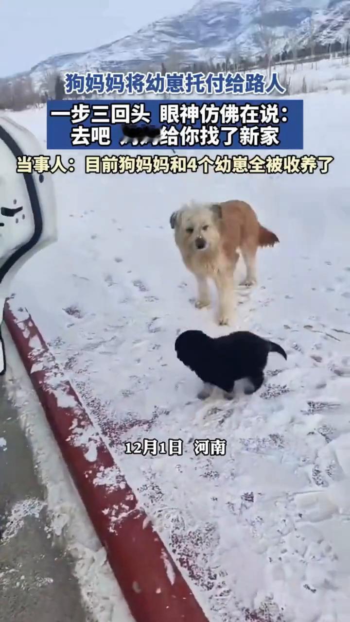 狗妈妈将幼崽托付给路人，一步三回头眼神仿佛在说：去吧妈妈给你找了新家。当事人：