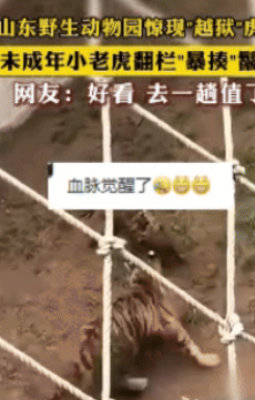 老虎报仇，一秒都晚！山东一动物园一只老虎幼崽和邻居鬣狗发生了争吵，因为两者之间有