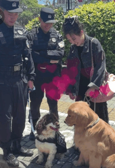 小金毛遛弯看到“警花”疯狂示爱，小金毛用爪子扒拉一下警犬，双方家长都吓坏了