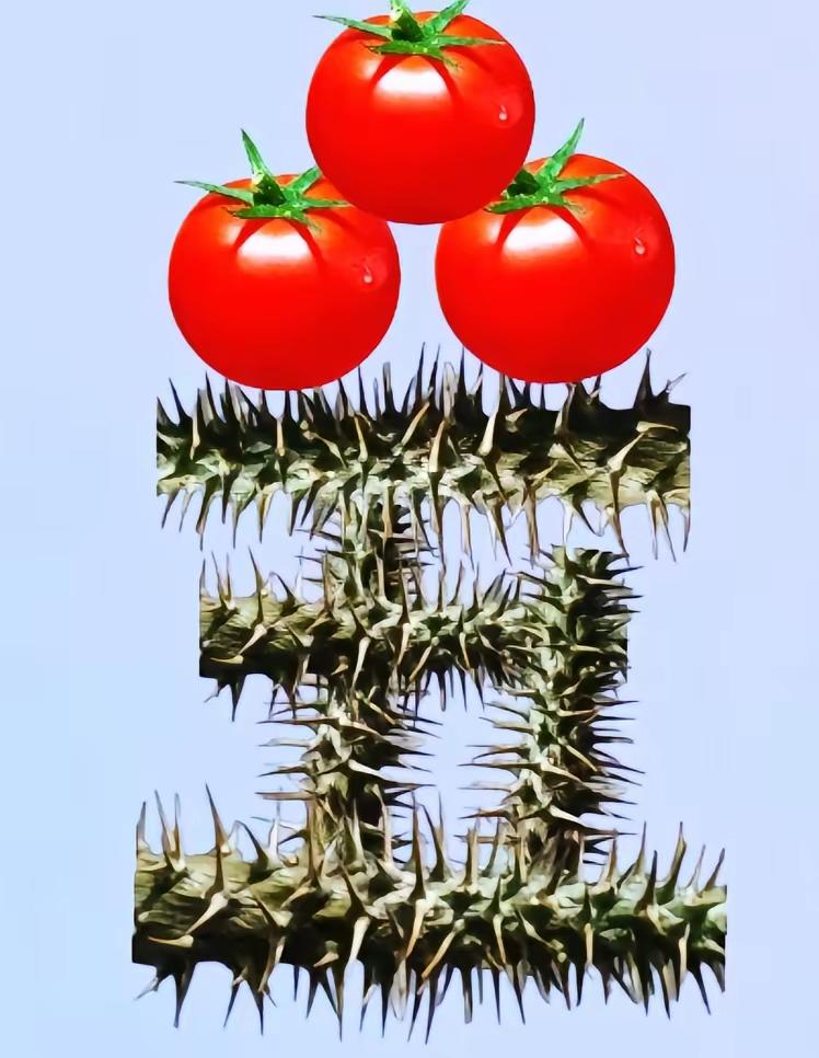 什么成语？这个太难了，3个西红柿，再加上1个五，百思不得其解。问了身边的10多个