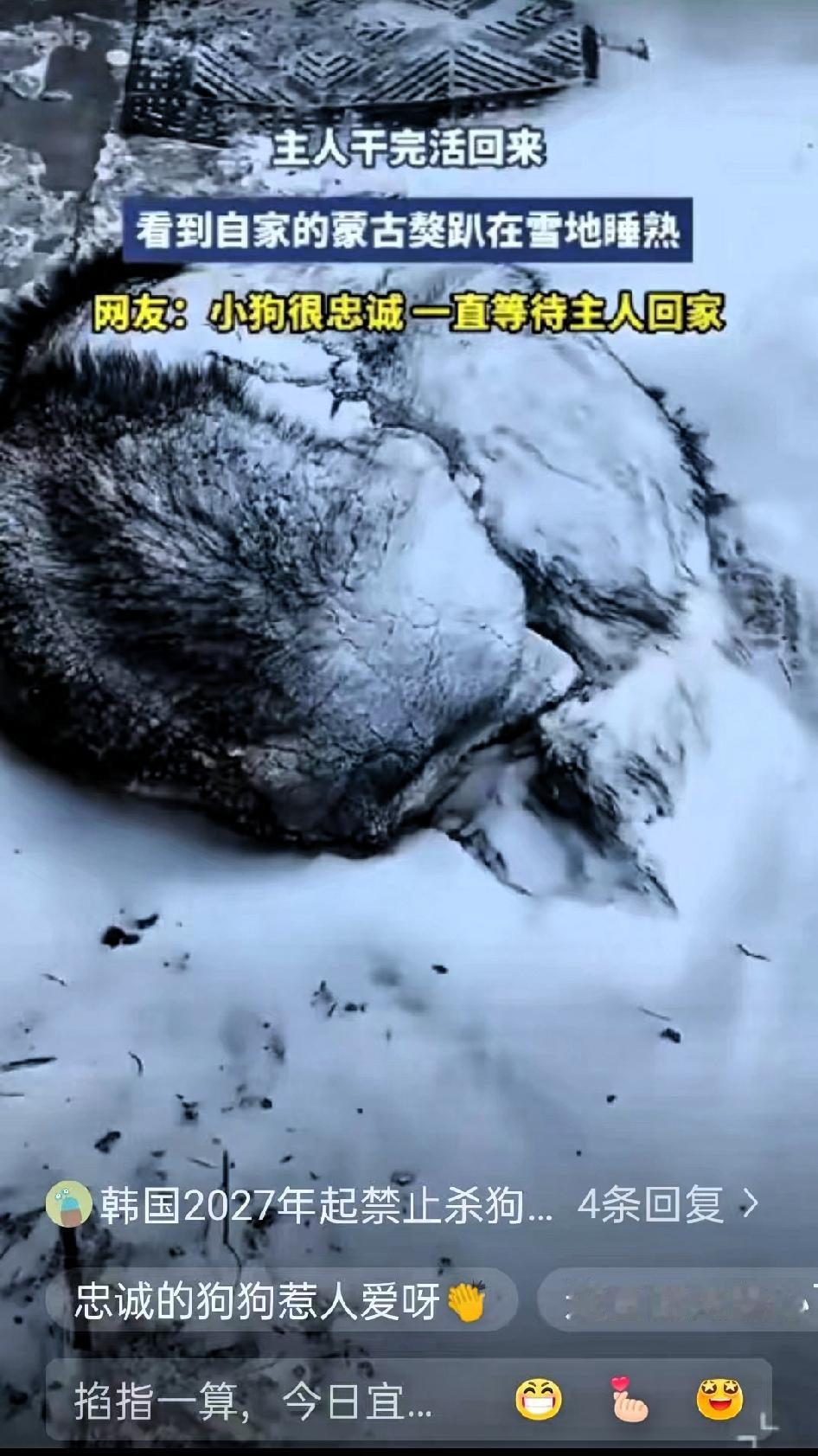 “泪目了！”内蒙古的一场大雪里，藏着一只蒙古獒最戳人的忠诚，看完心里满是暖意。