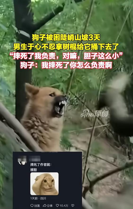 🌞“笑不活了！”7月5日报道，四川，一只狗被困在山坡上，因为胆子小不敢下去