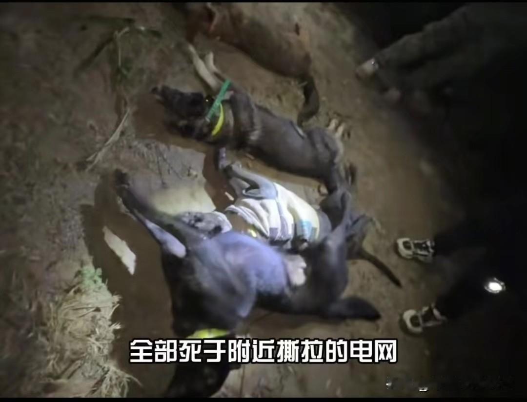 猎犬明明是免费去帮农民抓祸害玉米地的野猪，结果全被农民拉的电网电死。有个博