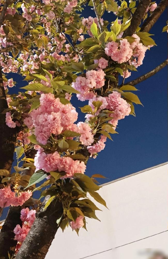 四个退休同事凑的小圈子，靠麻将群维系着，每周聚一次打牌，日子过得挺松弛。前年