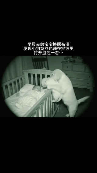 早晨，主人准备去给宝宝换尿不湿，竟发现小狗也在摇篮里。好奇之下打开监控查看，原来