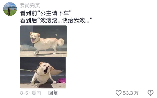 满心欢喜期待小女主人回家的阿黄,结果发现下车的却是黄毛~