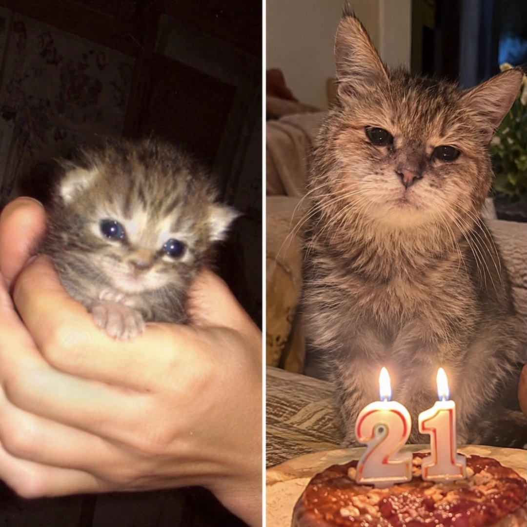 猫咪小时候和老时候一个表情​​​