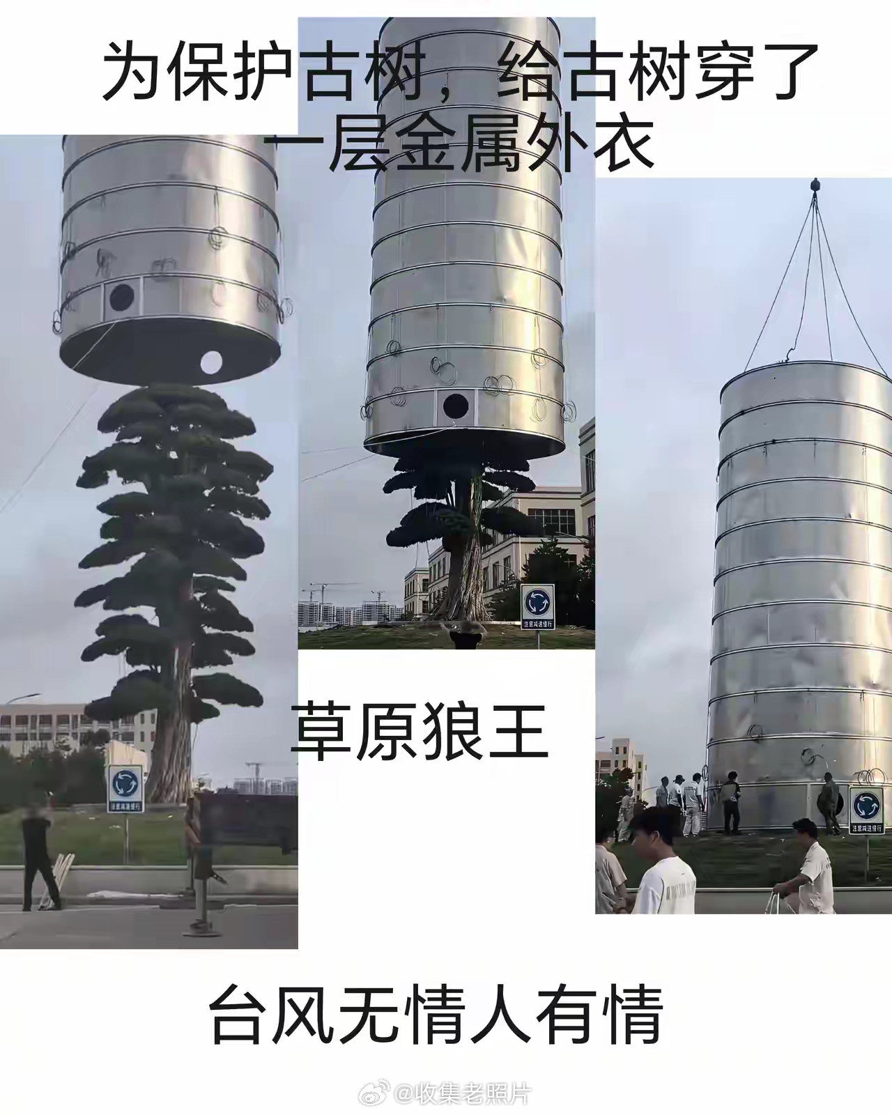 台风巴威已登陆为保价值1200万的罗汉松，浙江温岭工厂老板给树定制不锈钢圆筒