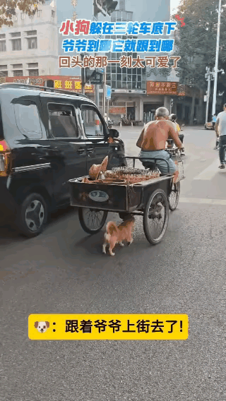 太可爱了！一位大爷养了收养了一只小狗狗，平时也特别宠爱它，它也非常依赖大爷，这天
