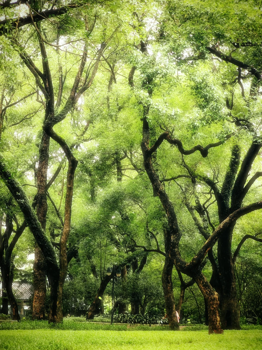 广州｜晓港公园｜竹林有风，湖水含光