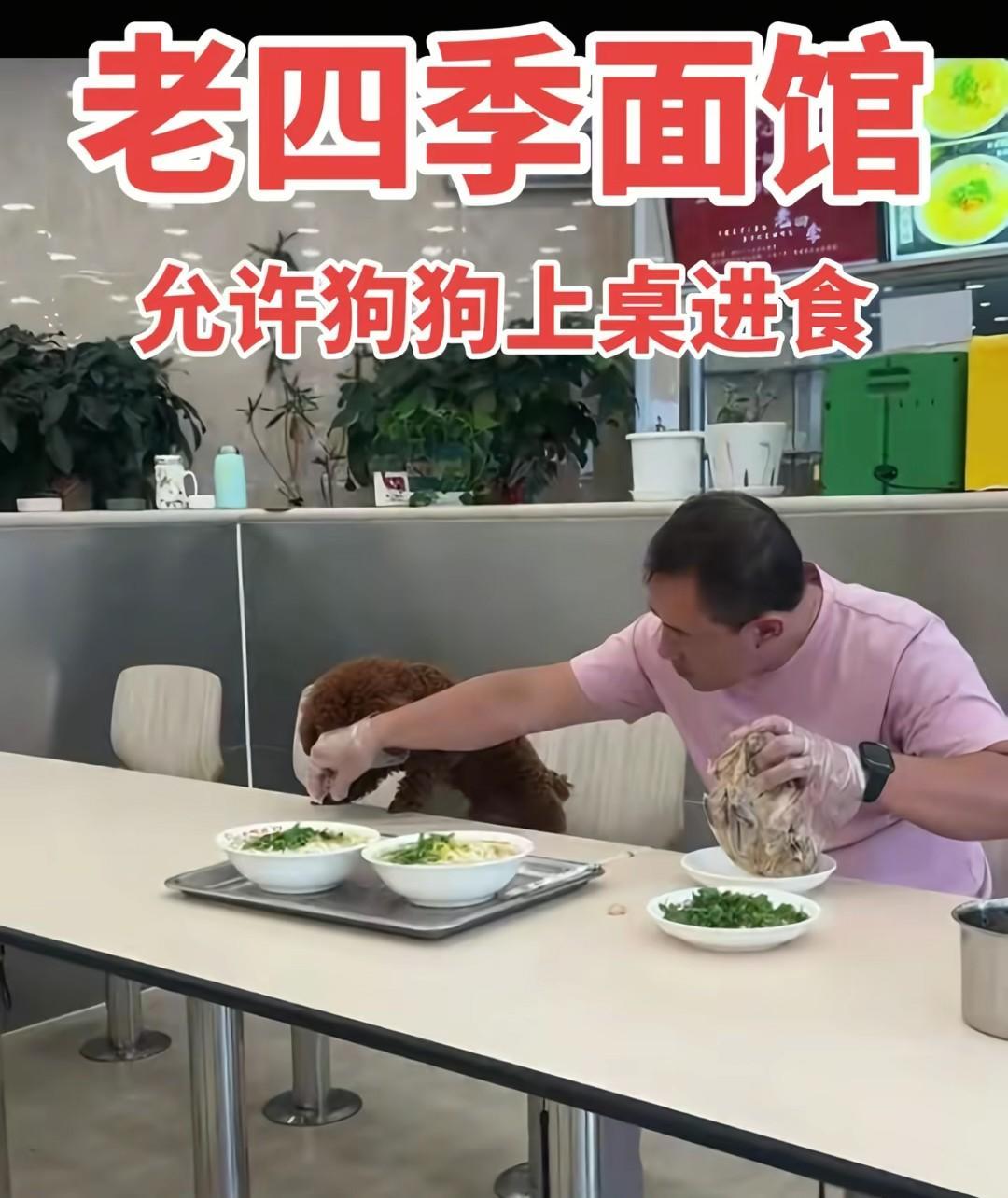 “狗进饭店”的风，终于刮到了沈阳。沈阳老四季面馆这下遭殃了，之前就有不少饭馆因为