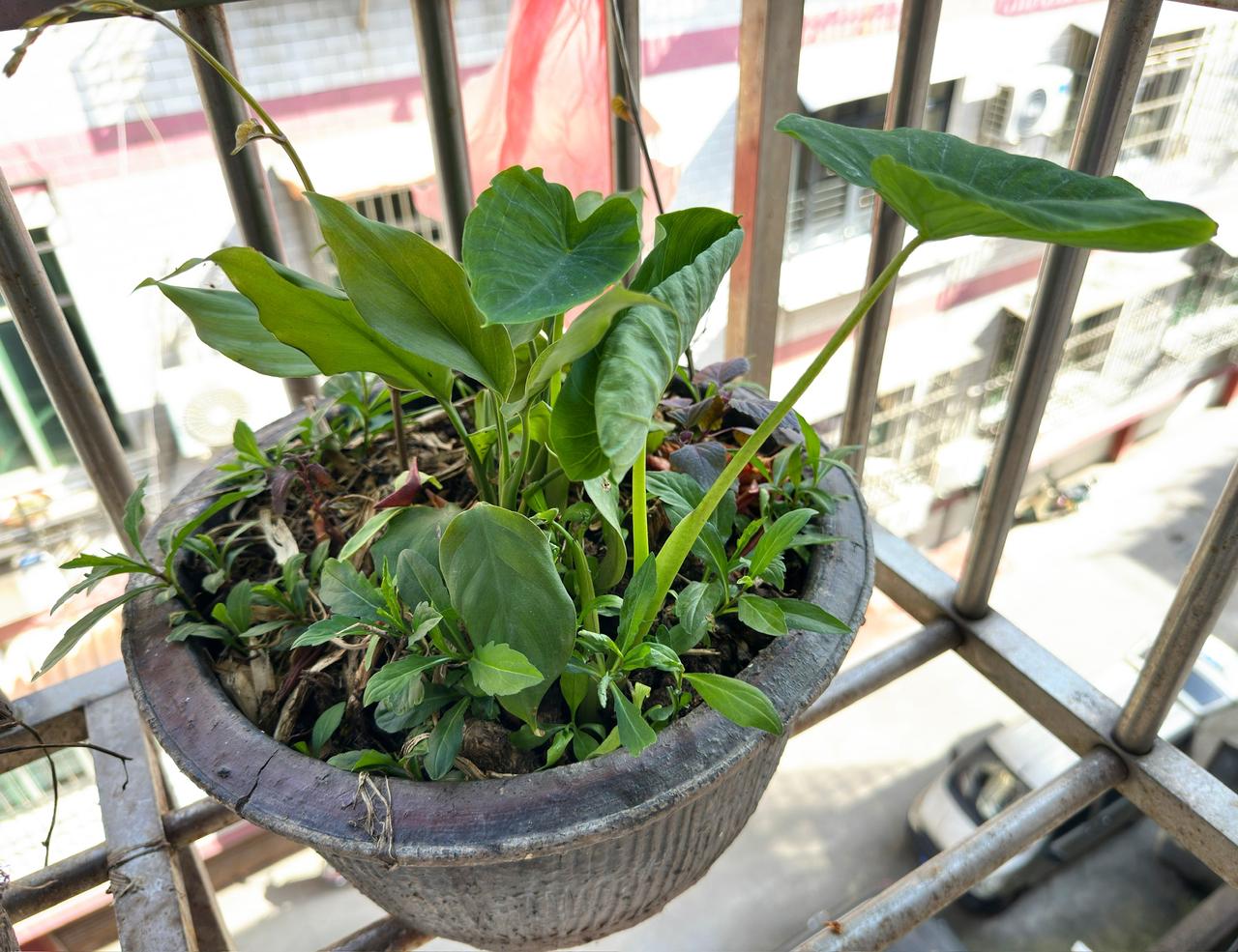 种在花盆里的菜，不管是栽种的还是播种的，春天时节都长出了欣欣向荣的样子。品种