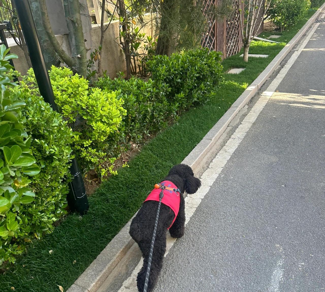 这年头孩子的钱和动物的钱最好赚。我给百万预约洗澡美容都得提前两天，这都不一定能