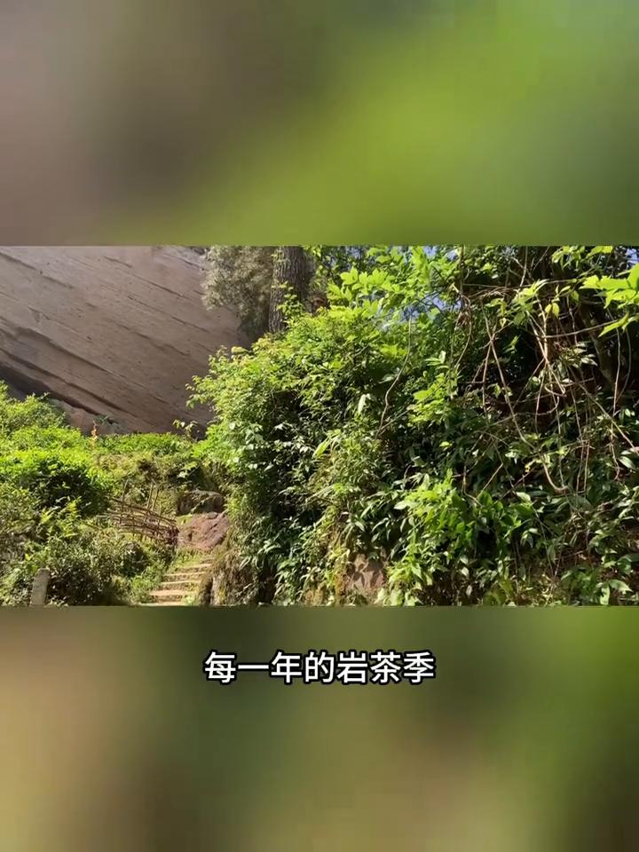 武夷岩茶新国标来了，有7大新变化。武夷山的春天到了，掐指一算，2026年的岩茶