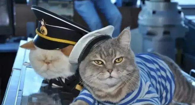 航母上为什么要养猫？是为了抓老鼠？那你就错了，现在航母上的猫可不是为了抓老鼠，而