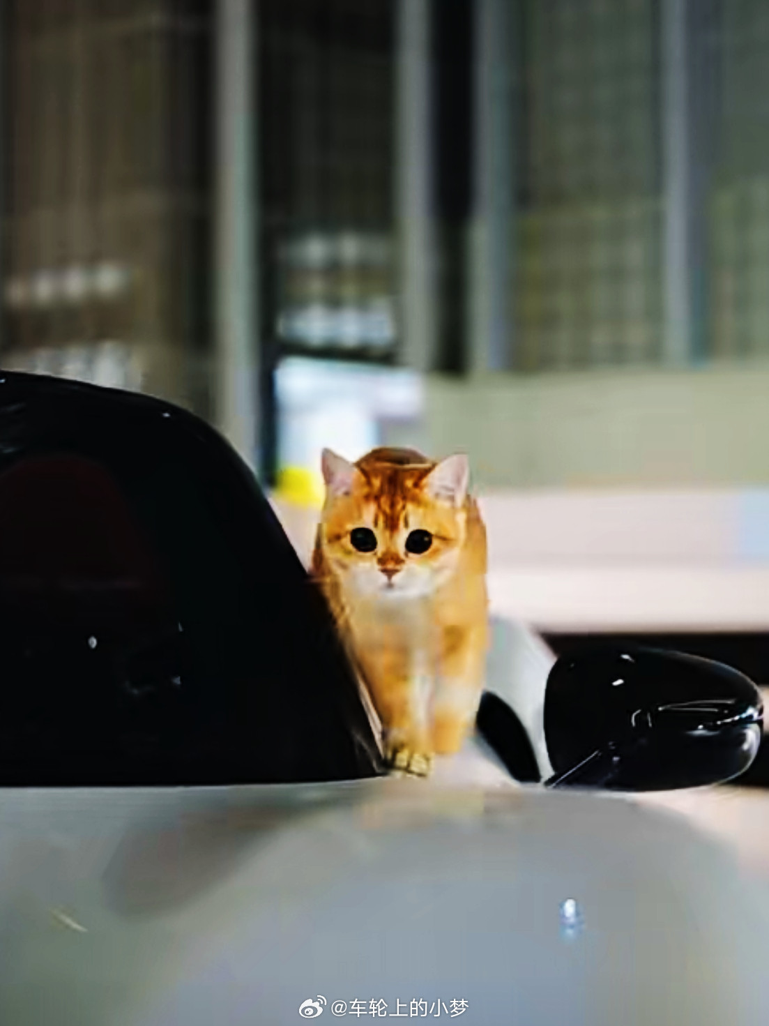 喵星人大户们！听说白色的猫在猫眼里是丑的？吗？