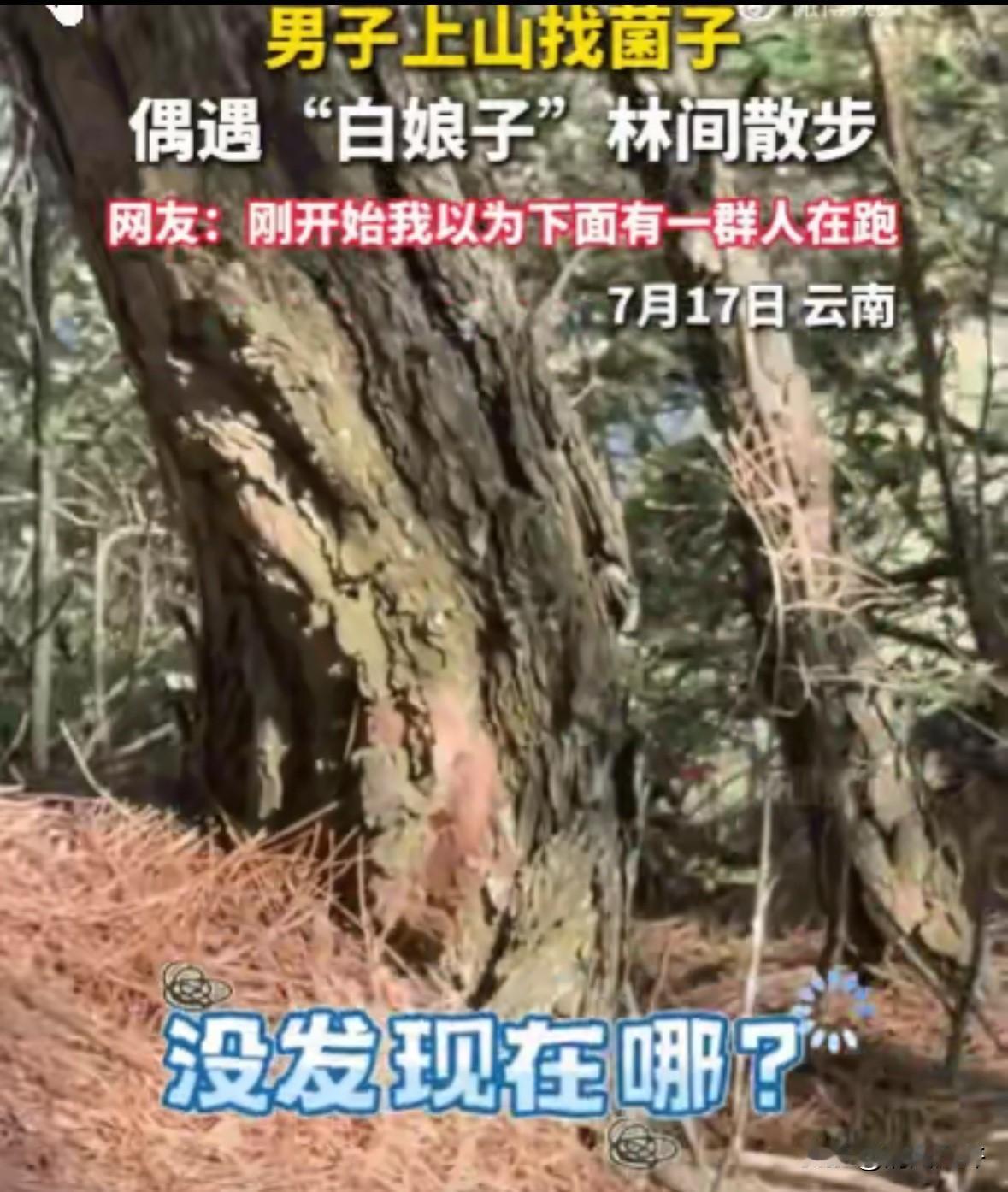 防不胜防！云南，一男子正低头在林中专心寻找菌子。猛一抬头，整个人瞬间石化！前方不