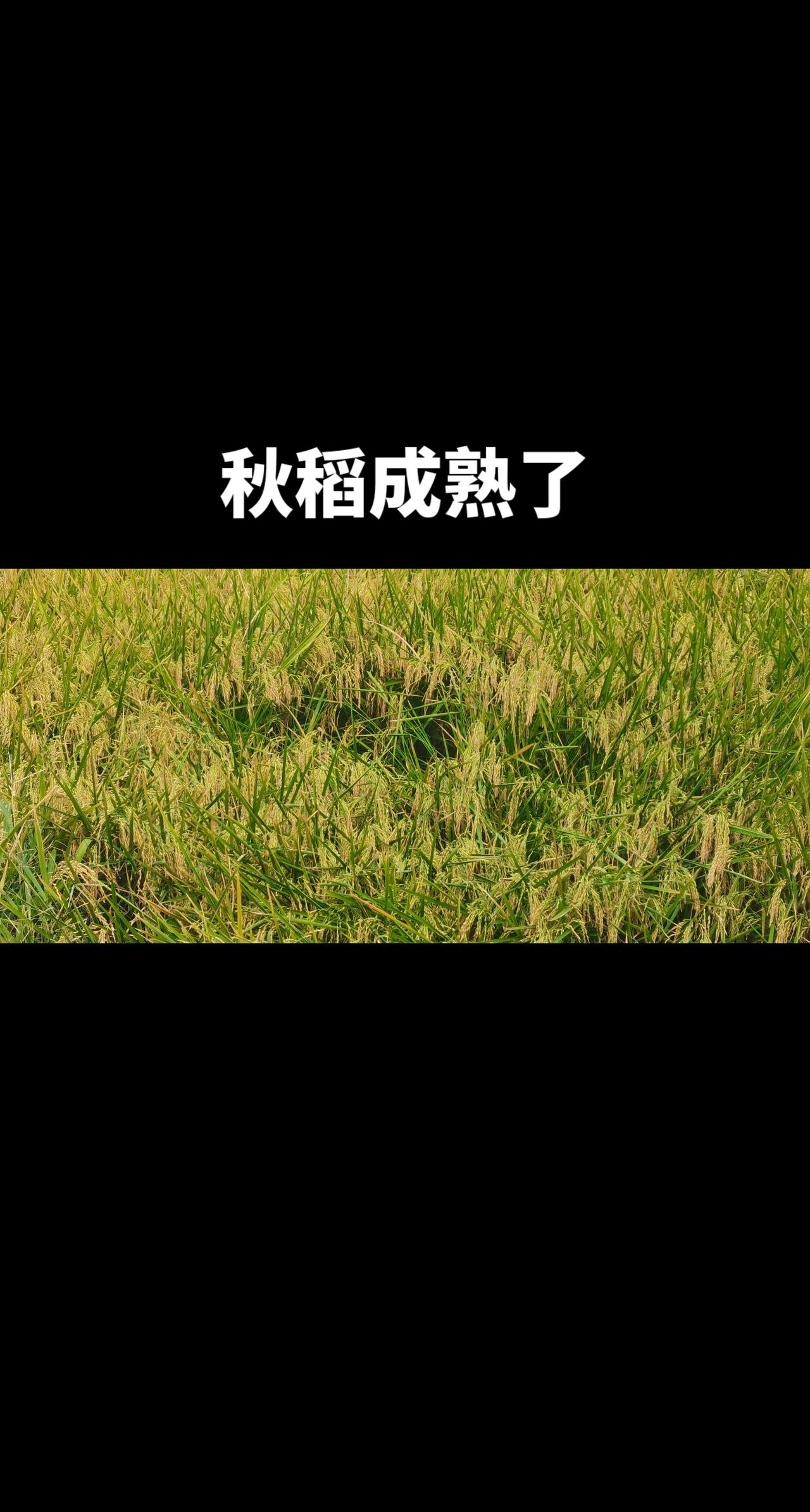 我们不只是要泥土的芬芳，我们还要在田埂菜地上徜徉。不到农村，不走农田农地，不弄几