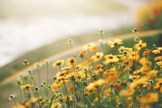 2026年丙午马年，可是个浪漫的桃花年！有五个星座简直是躺赢，老天追着给塞缘分。