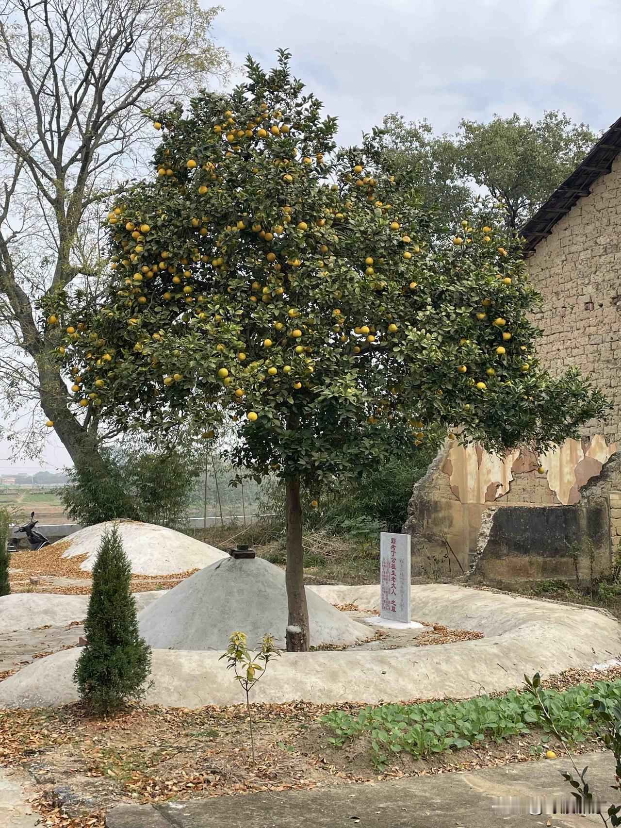 一座孤坟静立于路旁，坟头生着一株茂盛的桔树。每年秋深，树上便结满累累果实，金黄圆