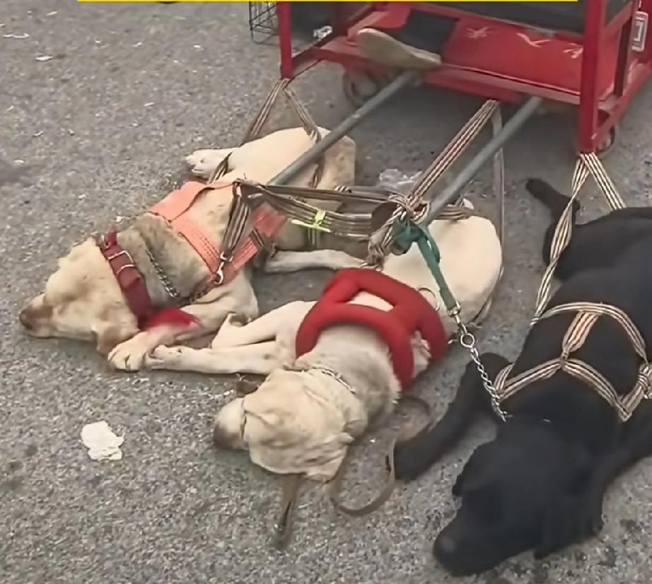 河南一庙会狗车载客，狗狗持续拉车后累瘫，近日在河南南阳一庙会现场，一辆由三只拉布
