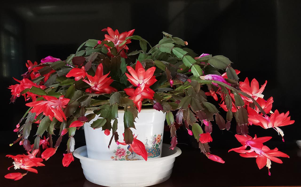 对观众来说金牌可能不是唯一看点，但对运动员来说金牌就是金牌。樊振东参加本届全运