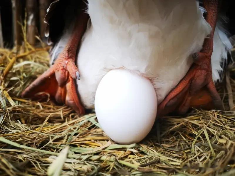 “先有鸡还是先有蛋”这问题简直是个千年谜题，先哲们争了两千多年都没结果。从科学角