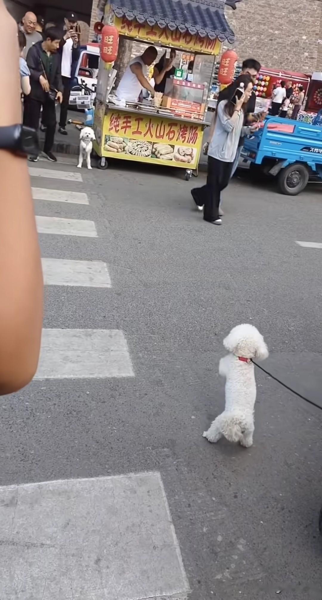 两只颇具修养的小泰迪，隔着老远便彼此瞧见。它们都被主人牵着，只能在原地相互打招呼